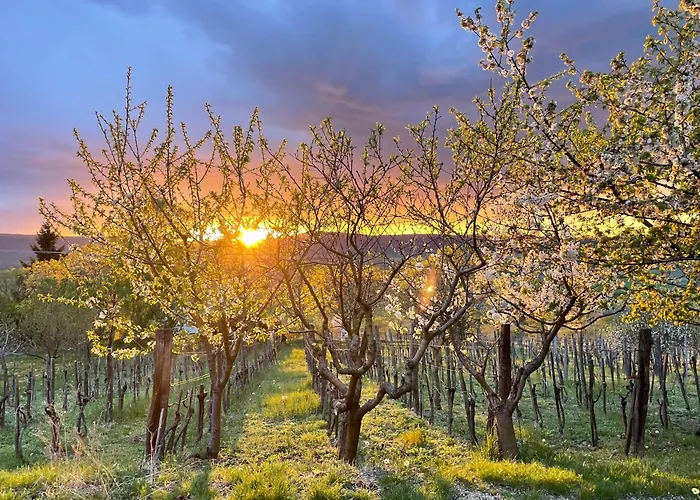 Kofal Pince 1 펜션 *